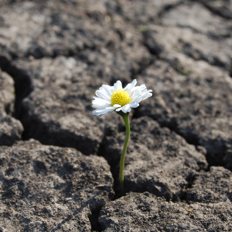 Flower has grown in arid cracked barren soil